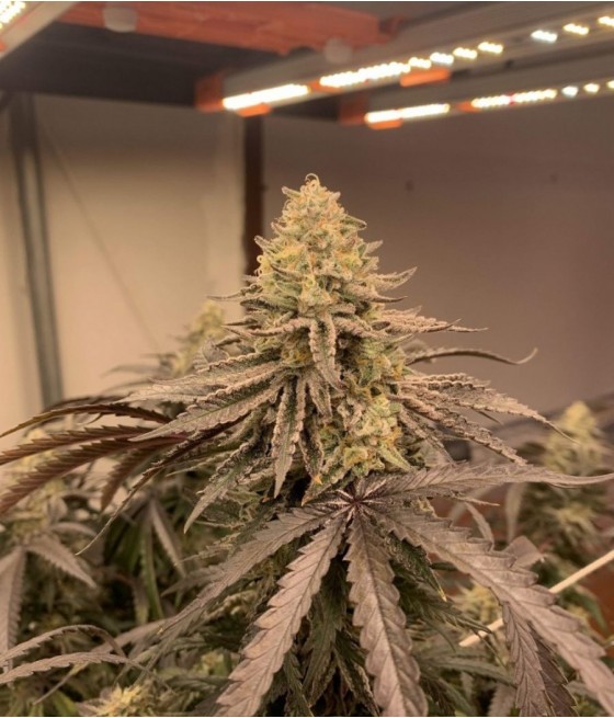 AK47 Auto