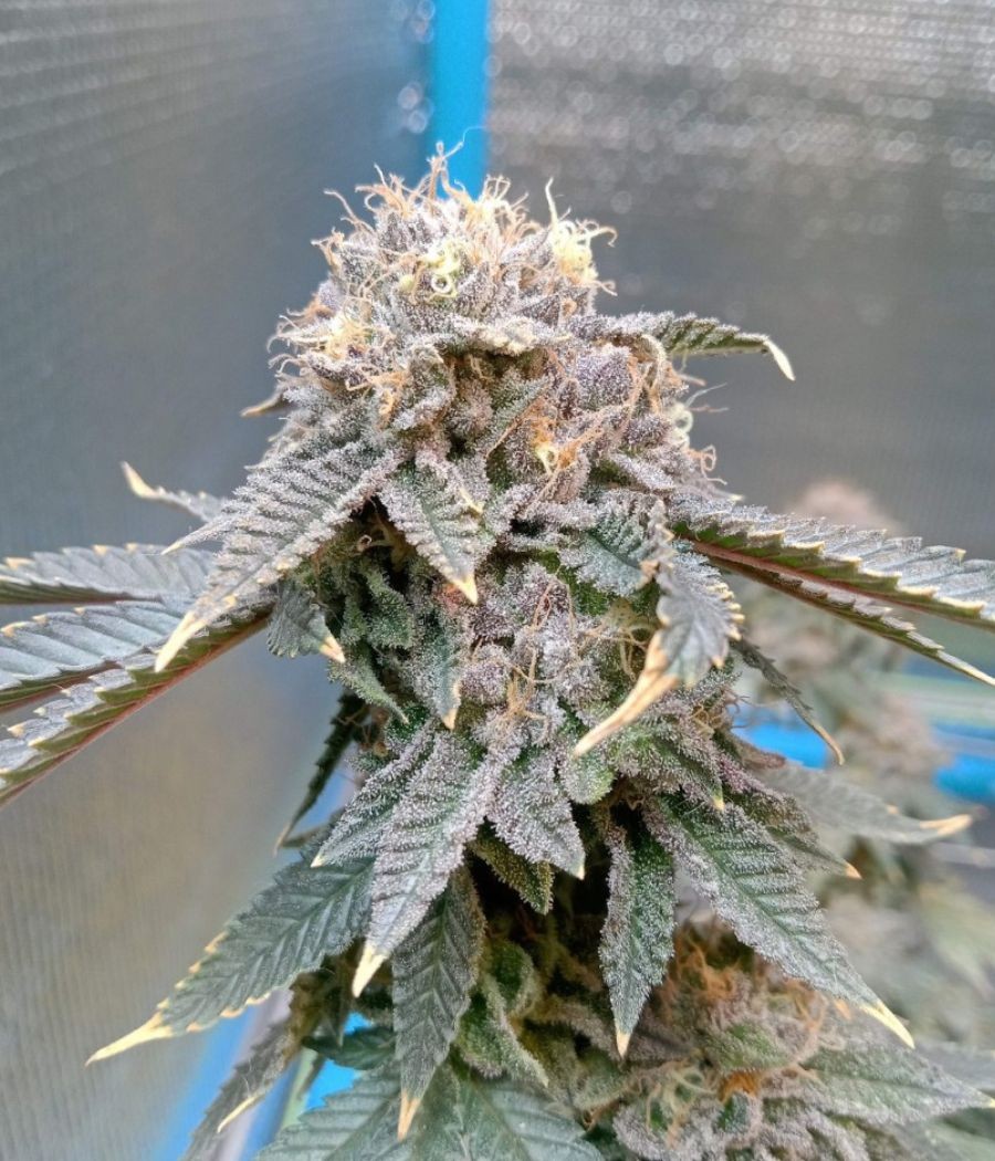nasiona marihuany Afghan Kush Auto odmiana konopi