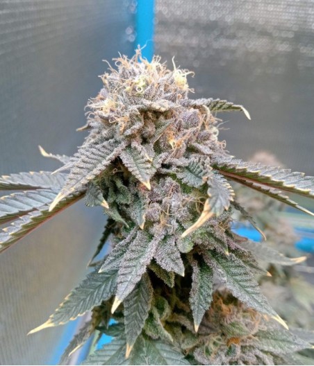 Afghan Kush Auto