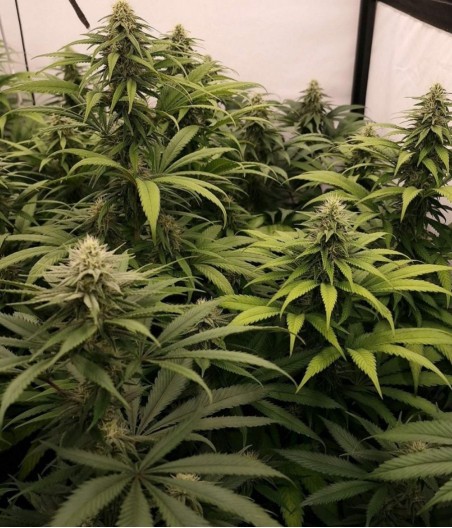 60 Day Grapefruit Auto