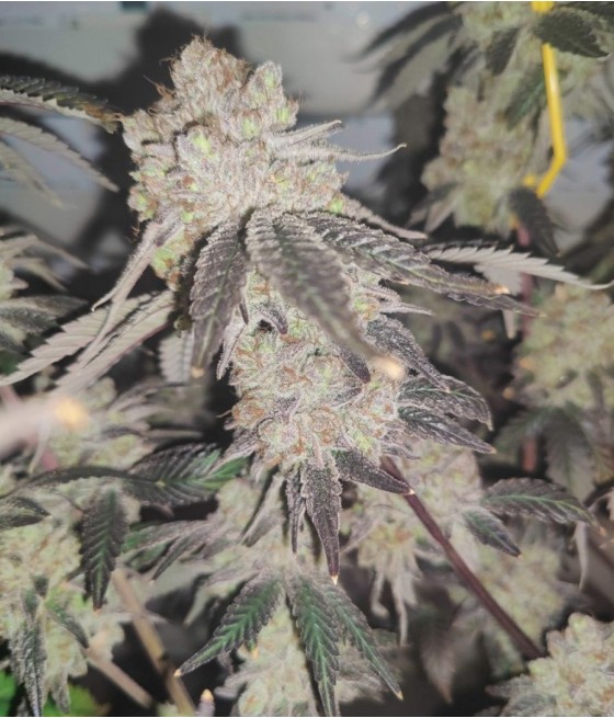 nasiona marihuany Kush odmiana konopi