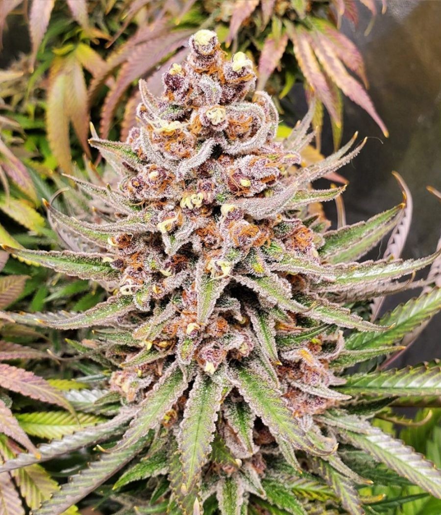nasiona marihuany Purple odmiana konopi