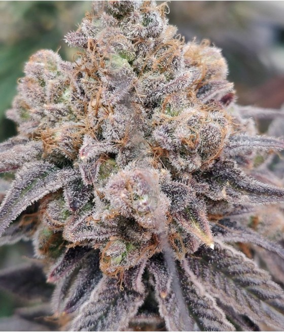 nasiona marihuany Gorilla odmiana konopi