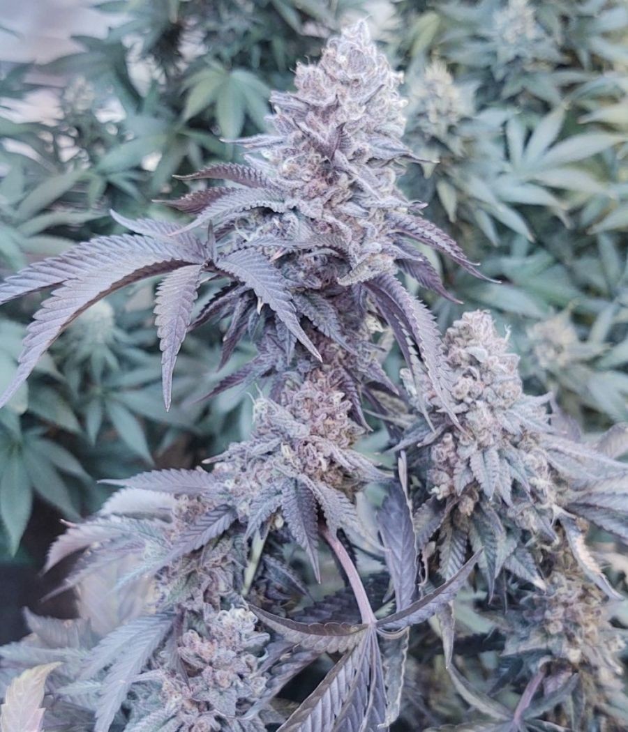 nasiona marihuany Do-Si-Dos odmiana konopi