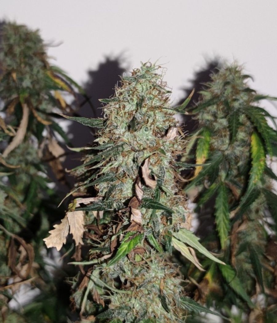 nasiona marihuany Gorilla Cookies odmiana konopi