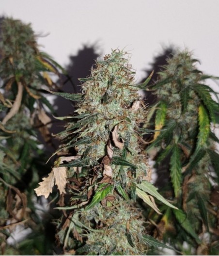 Gorilla Cookies