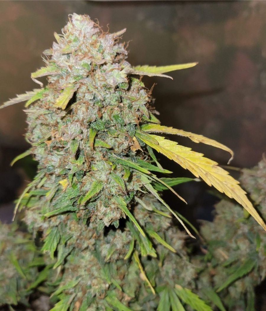 nasiona marihuany Afghan odmiana konopi