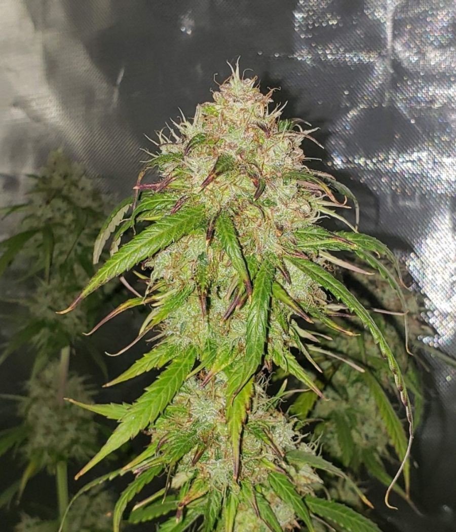 nasiona marihuany King Kush CBD odmiana konopi