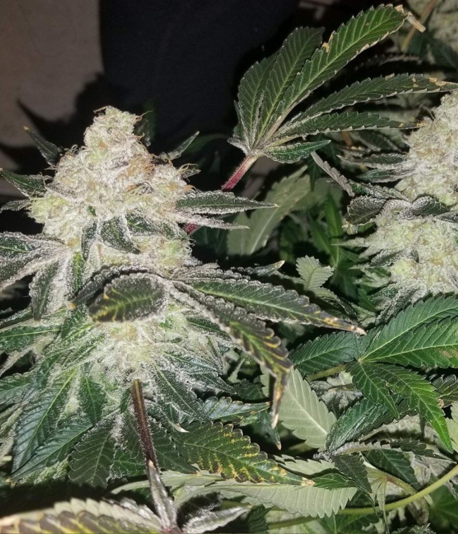 nasiona marihuany Nepal Kush CBD odmiana konopi