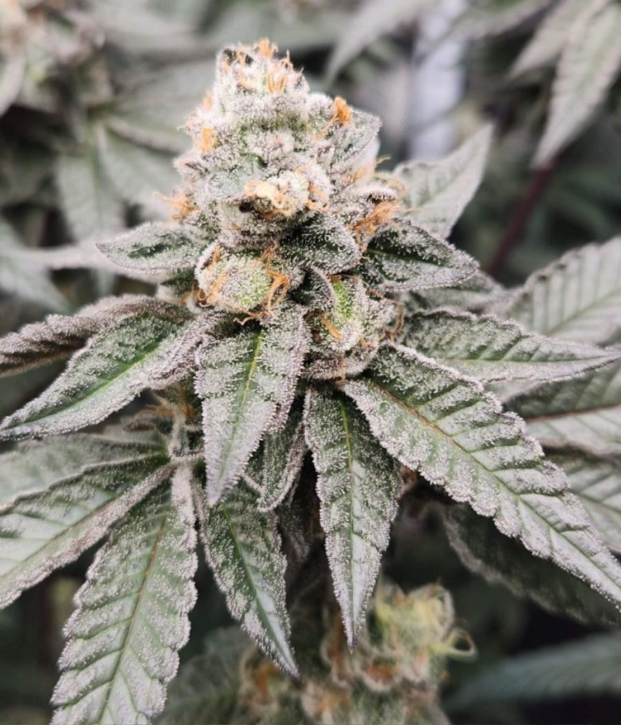 nasiona marihuany Caramel King CBD odmiana konopi