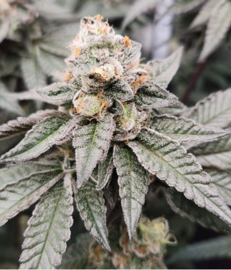 Caramel King CBD