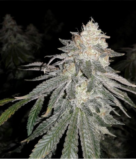 Great White Shark CBD
