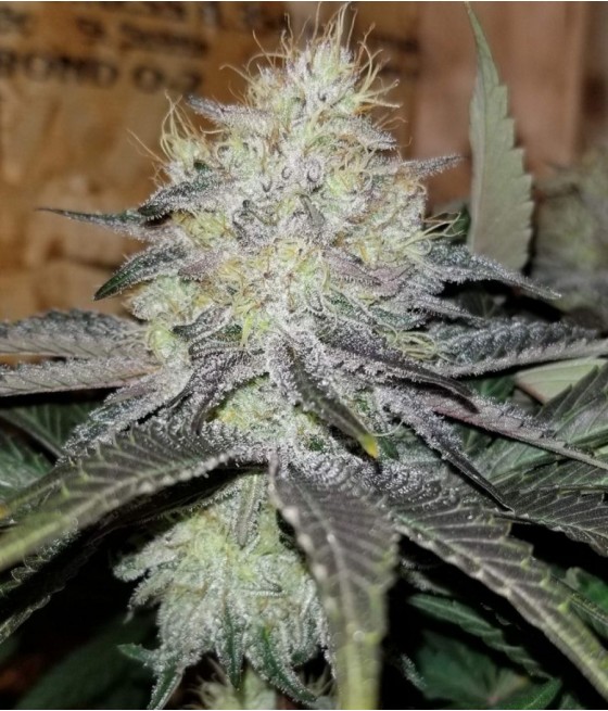 nasiona marihuany Cheese CBD odmiana konopi