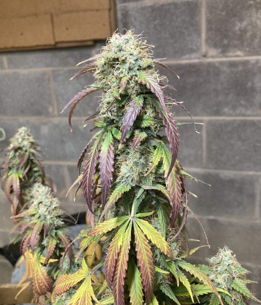 nasiona marihuany Critical CBD odmiana konopi