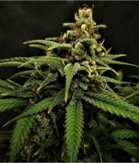 Chronical Auto