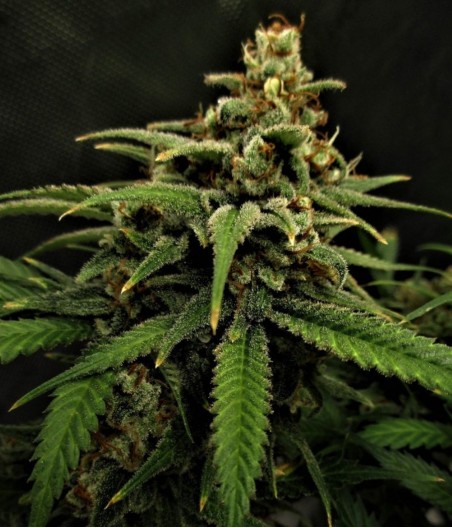 Chronical Auto
