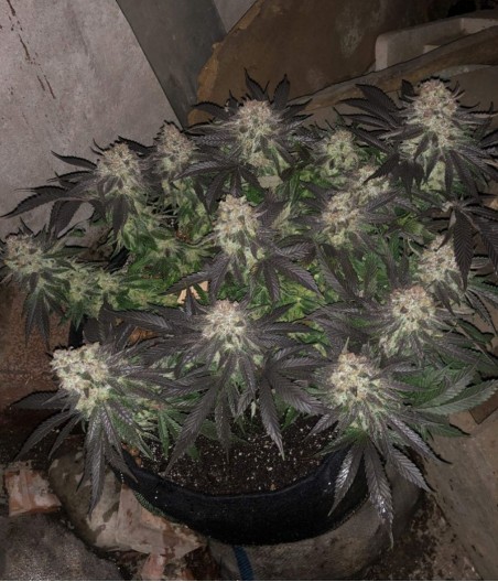 Cheese Auto
