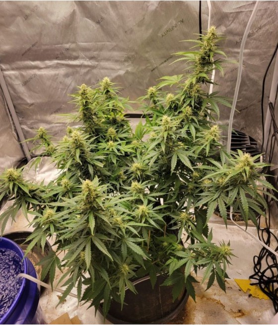 nasiona marihuany Devil's Kiss Auto odmiana konopi