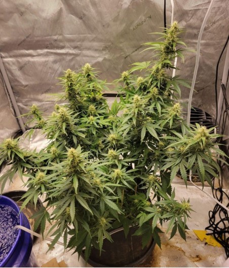 Devil's Kiss Auto