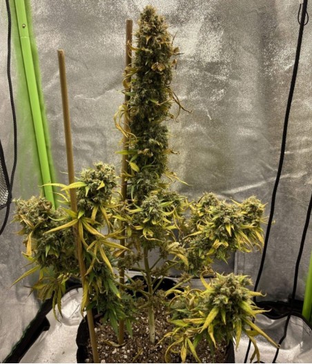 Critical Auto