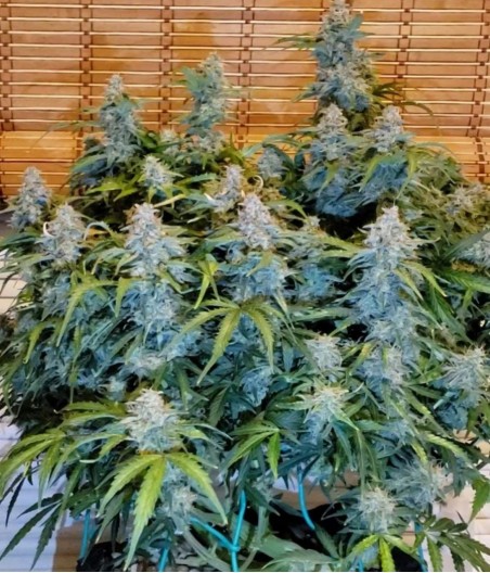 DoSiDos Auto