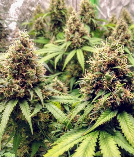 Gelato Auto