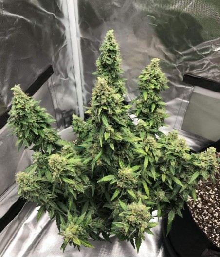 Lemon Auto