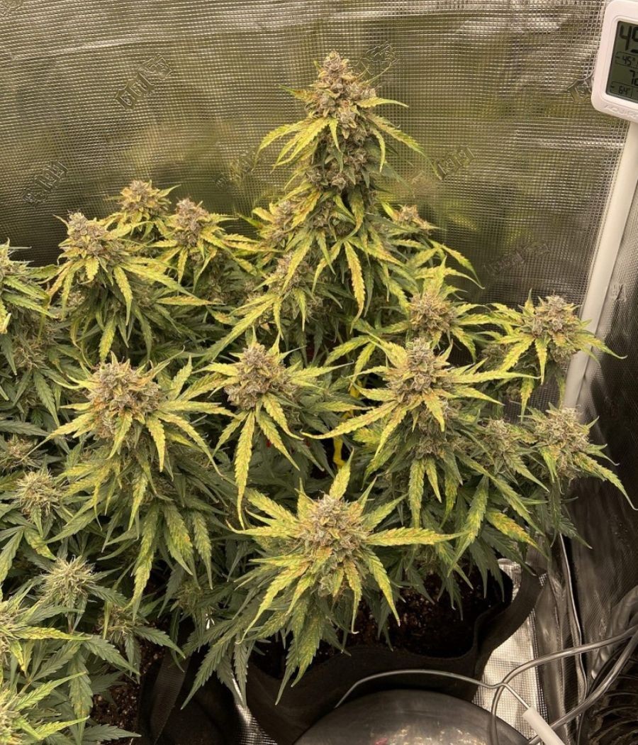 nasiona marihuany Gorilla Glue Auto odmiana konopi