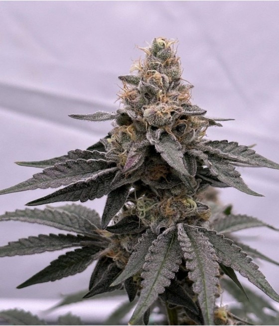 Great White Shark Auto