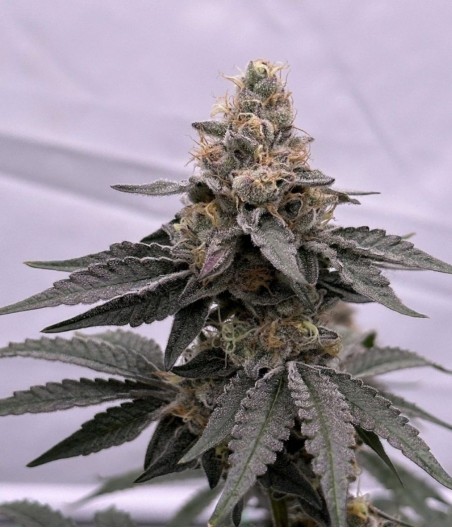 Great White Shark Auto