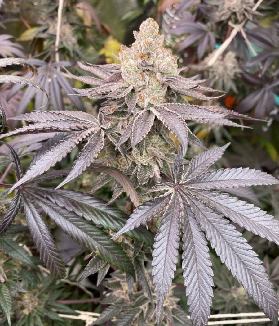 nasiona marihuany Jack Herer Auto odmiana konopi