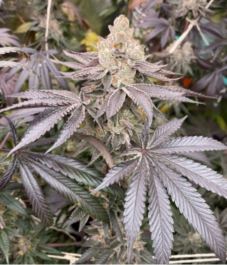 Jack Herer Auto