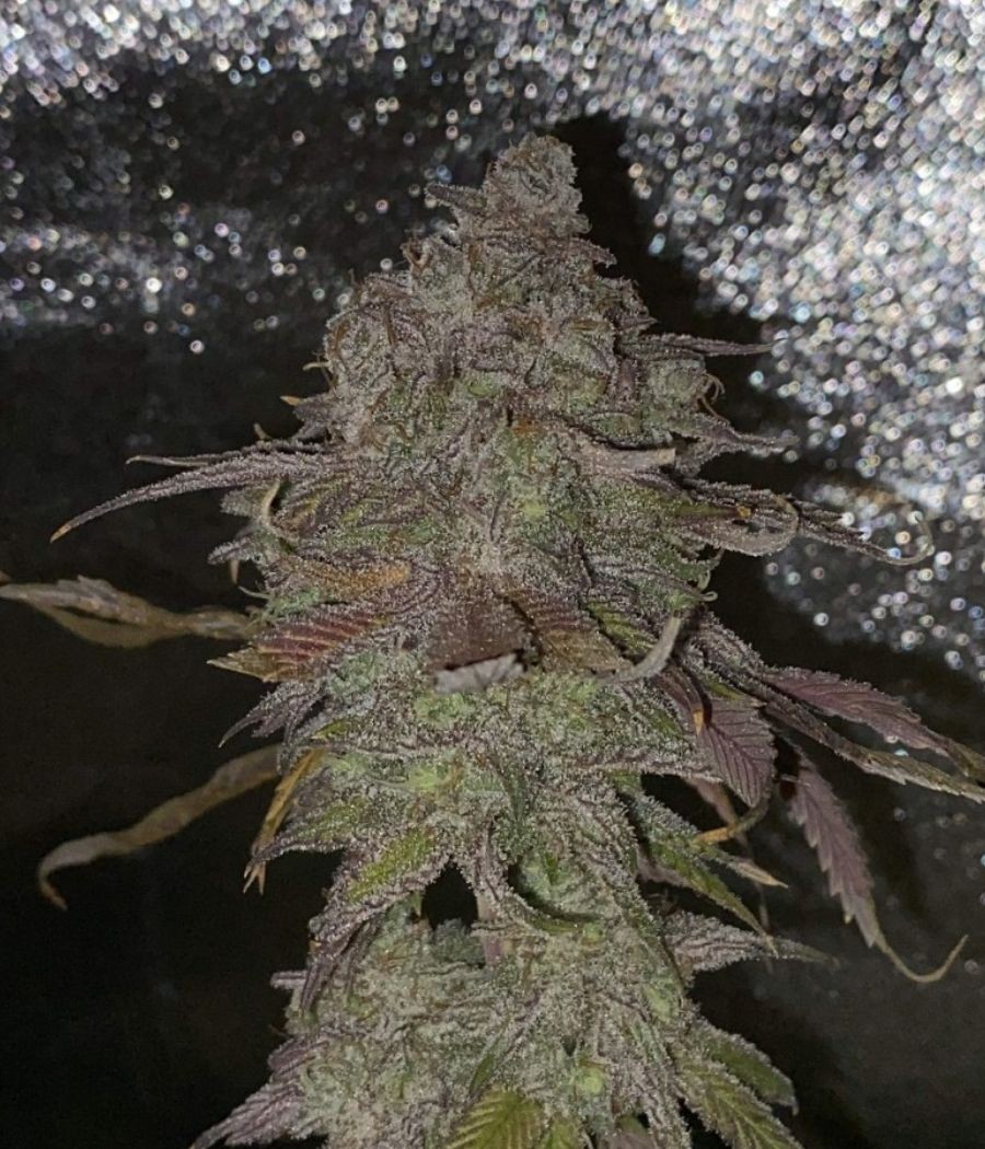 nasiona marihuany Hindu Kush Auto odmiana konopi