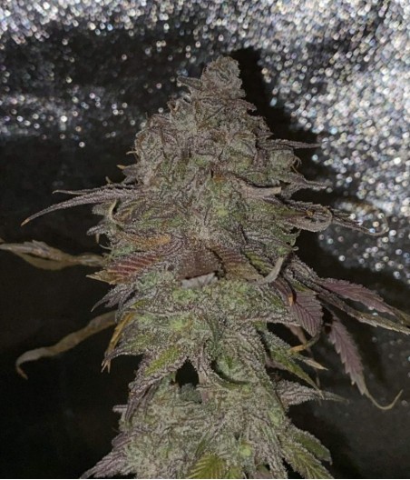 Hindu Kush Auto