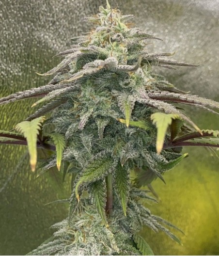 Green Skunk Auto