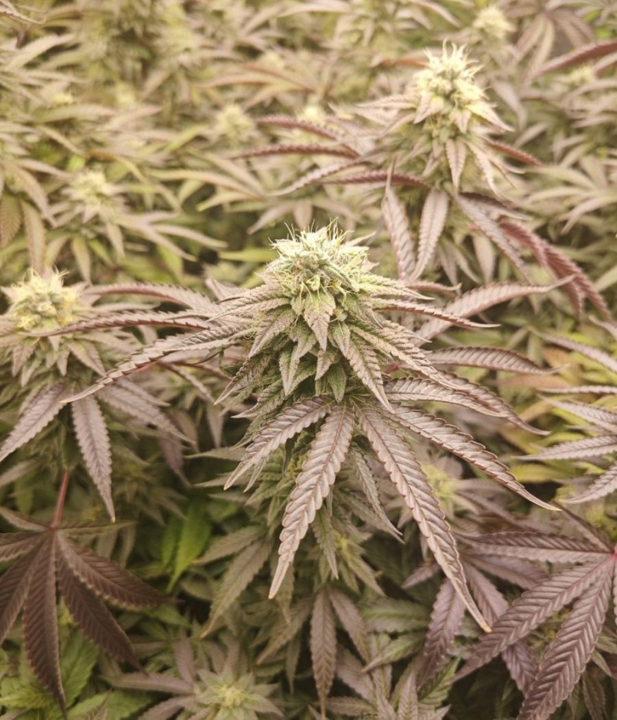nasiona marihuany Lavender Auto odmiana konopi