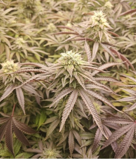 Lavender Auto