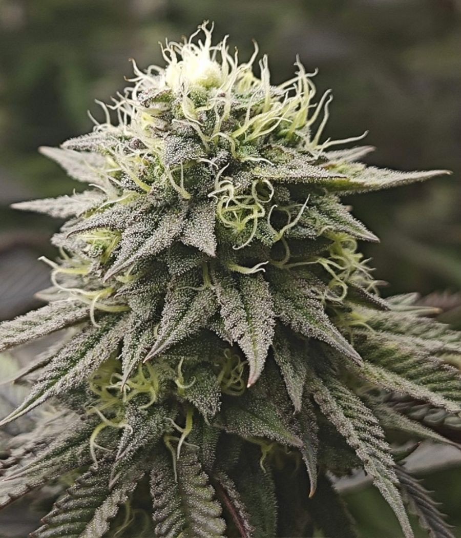 nasiona marihuany Mazar Auto odmiana konopi