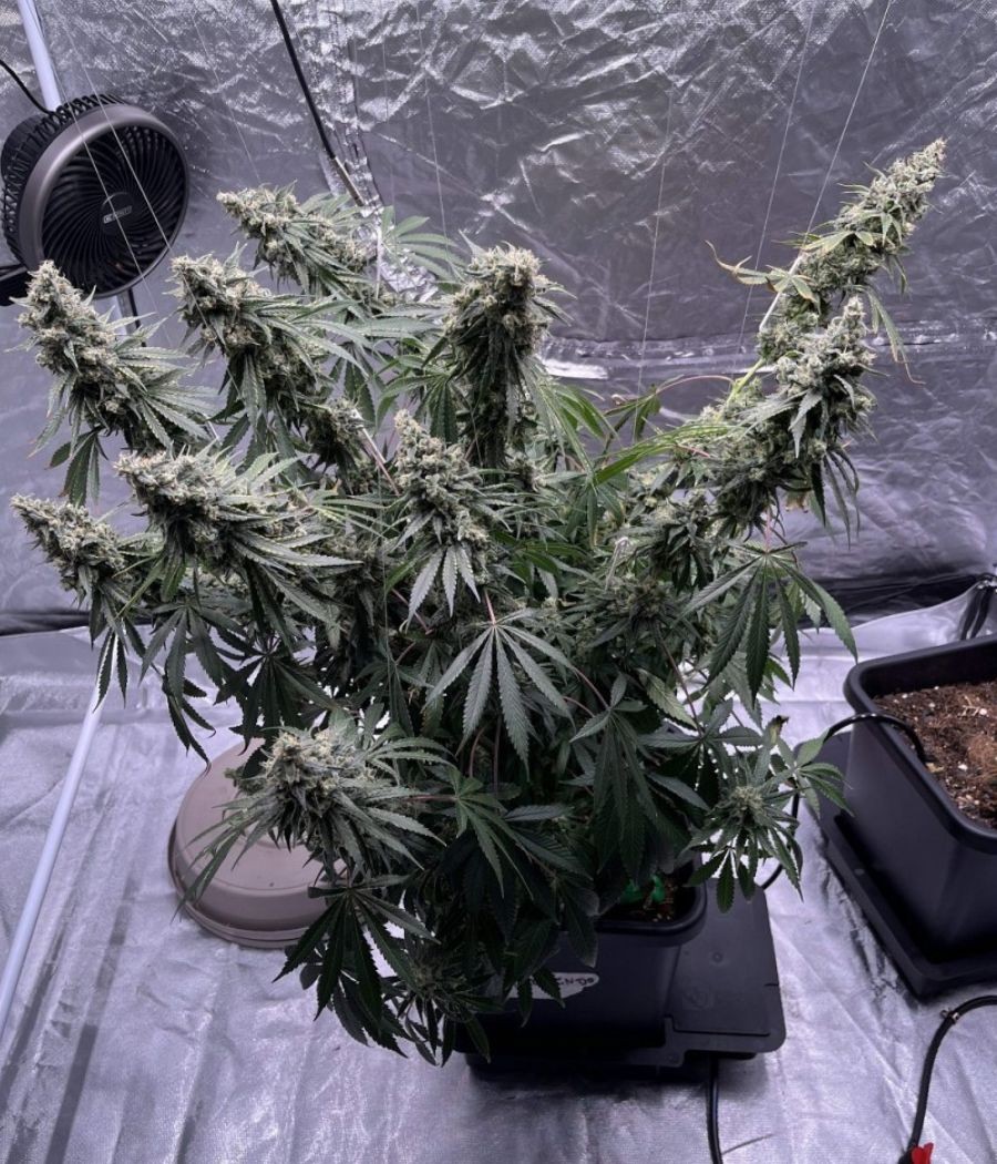 nasiona marihuany Mandarine Auto odmiana konopi