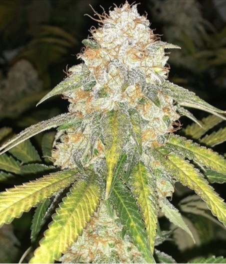 LSD Auto