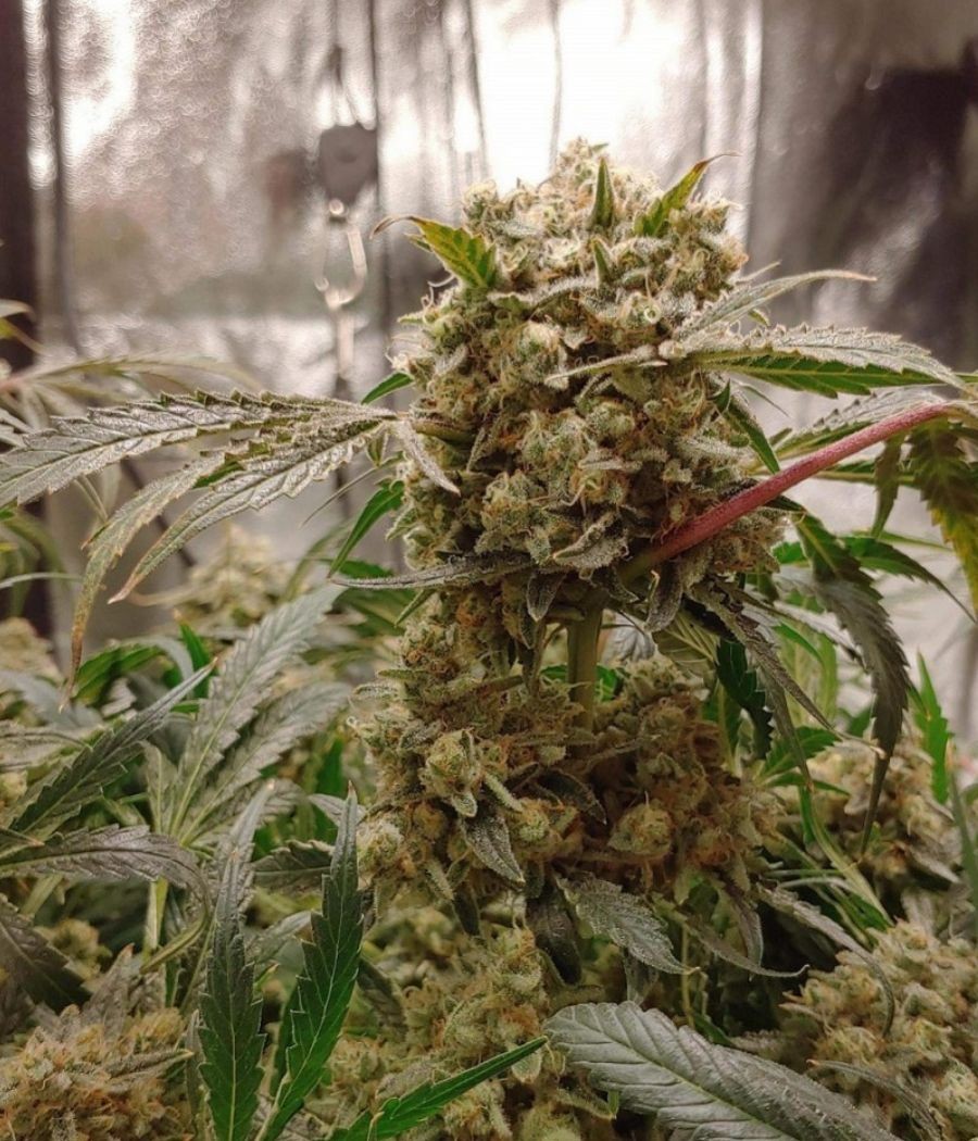 nasiona marihuany Orange Bud Auto odmiana konopi