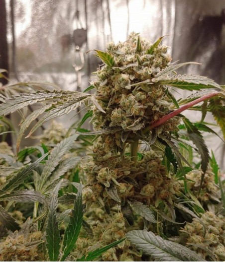 Orange Bud Auto