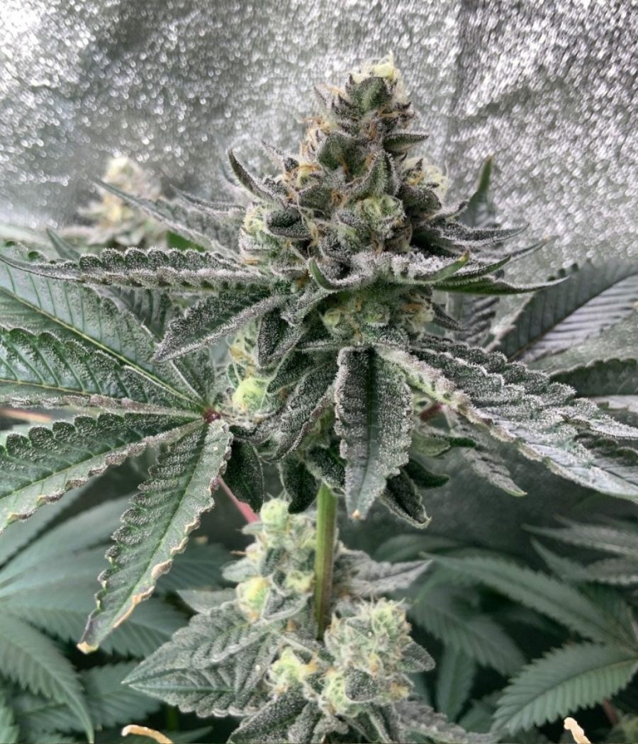 nasiona marihuany Sour Diesel Auto odmiana konopi