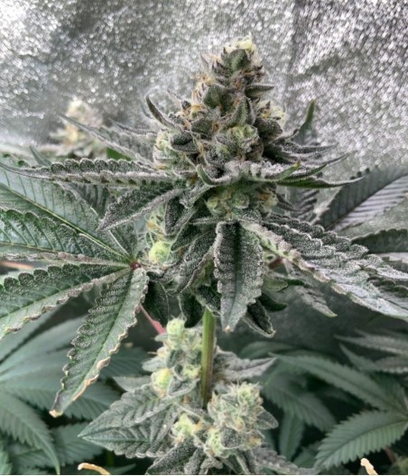 Sour Diesel Auto