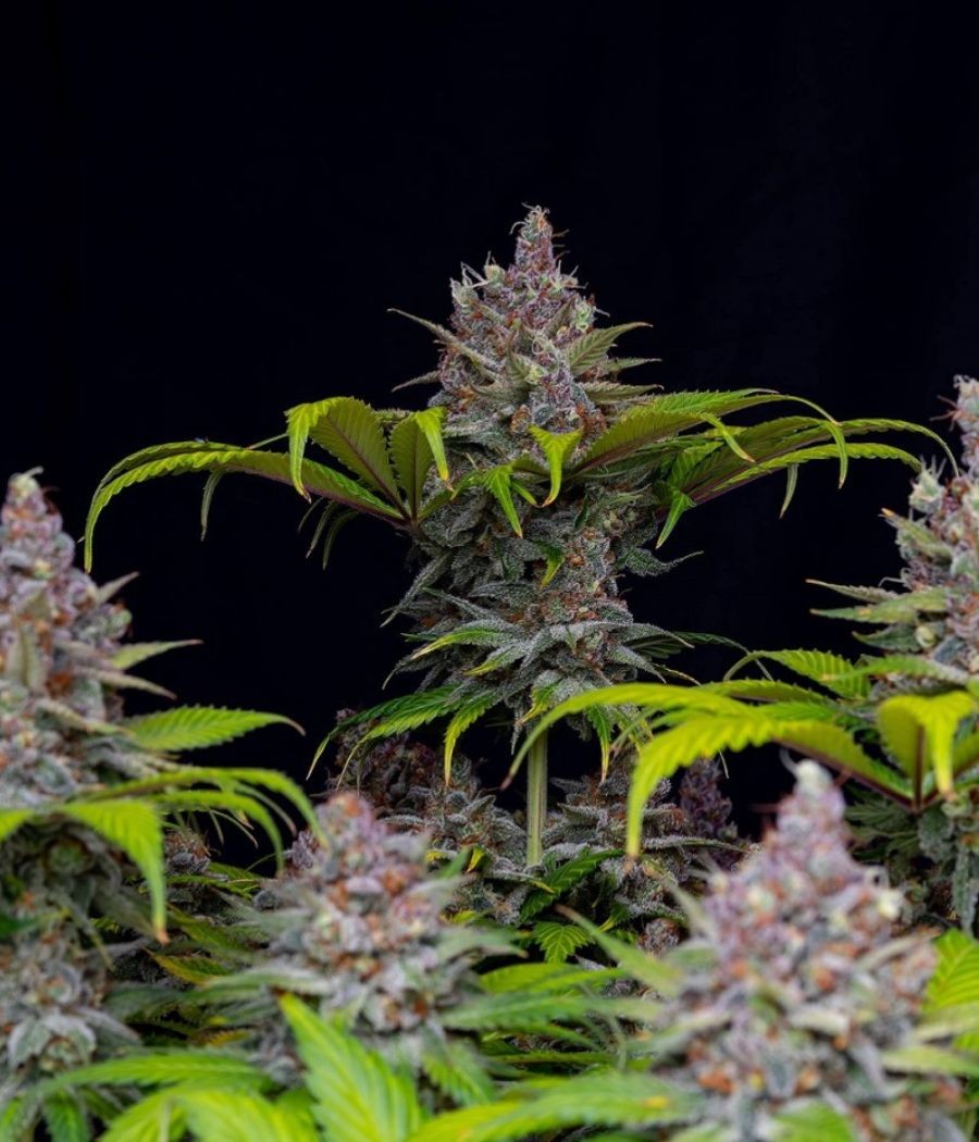 nasiona marihuany Purple Kush Auto odmiana konopi