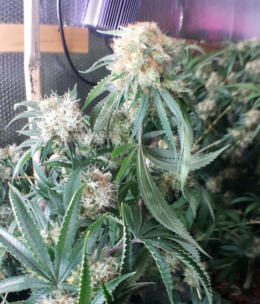 nasiona marihuany Strawberry Auto odmiana konopi