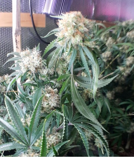 Strawberry Auto