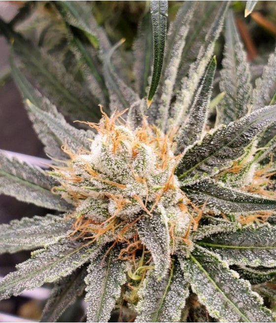 nasiona marihuany Mango Auto odmiana konopi