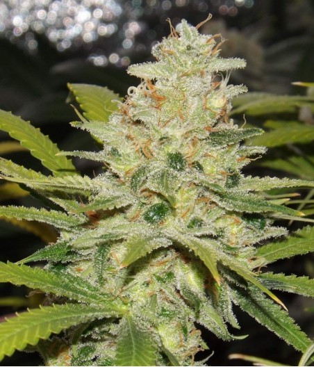 Skunk Auto