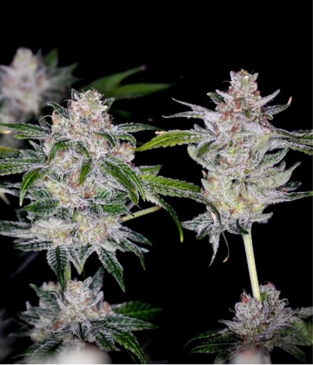White Dwarf Auto